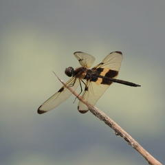 Rhyothemis phyllis