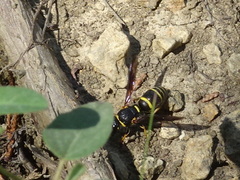 Euodynerus foraminatus