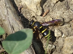 Euodynerus foraminatus