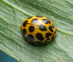 Harmonia conformis