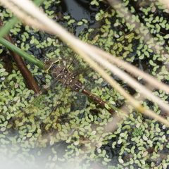 Adversaeschna brevistyla