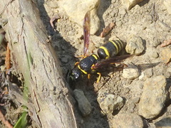 Euodynerus foraminatus