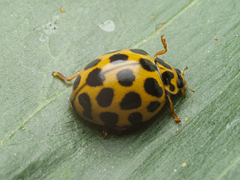 Harmonia conformis