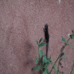 Plestiodon obsoletus