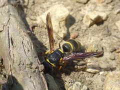 Euodynerus foraminatus