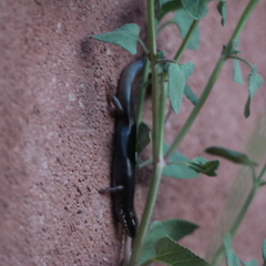Plestiodon obsoletus