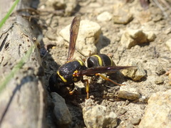 Euodynerus foraminatus