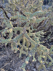 Cylindropuntia cholla
