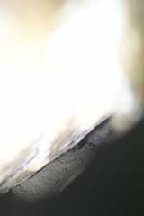 Lepidophyma smithii