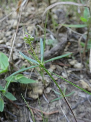 Polygala verticillata