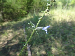 Salvia azurea