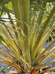 Washingtonia