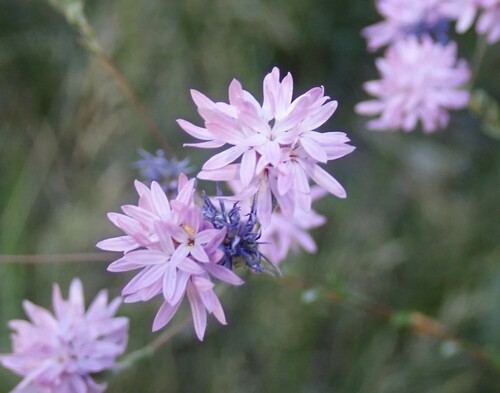 Image of Lessingia leptoclada by (c) P Holroyd, some rights reserved (CC BY)