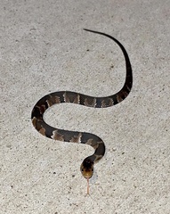 Nerodia fasciata confluens