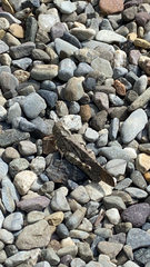 Dissosteira carolina