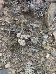 Eriogonum microtheca