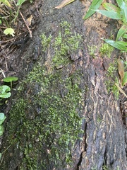 Pseudotaxiphyllum elegans