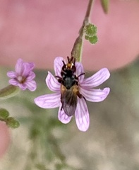 Thecophora