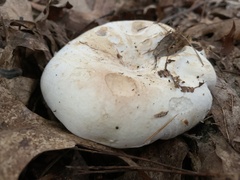 Lactifluus piperatus