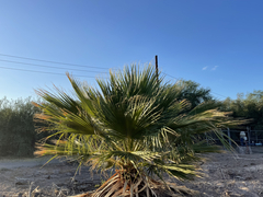 Washingtonia