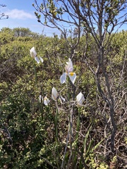 Dietes grandiflora