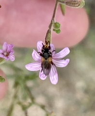 Thecophora