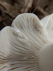 Lactifluus piperatus