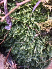 Racopilum cuspidigerum