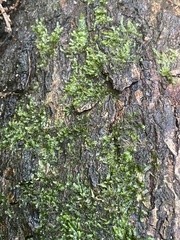 Pseudotaxiphyllum elegans