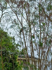 Leucaena leucocephala