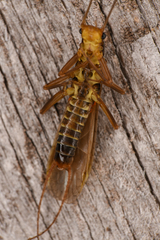 Perloidea