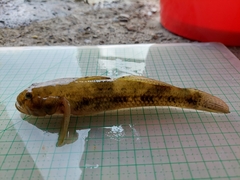 Glossogobius olivaceus