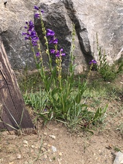 Penstemon strictus