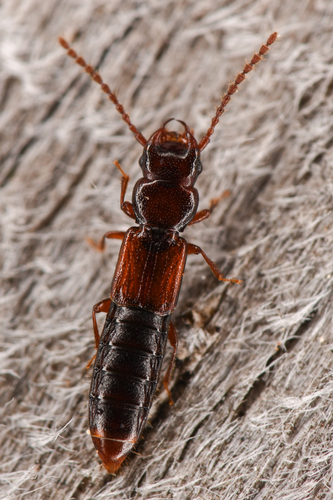 Siagonium stacesmithi
