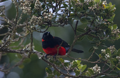 Anisognathus igniventris