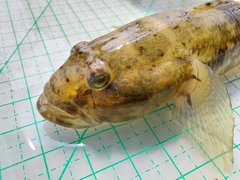 Glossogobius olivaceus