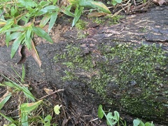 Pseudotaxiphyllum elegans