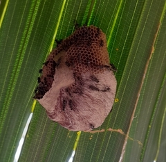 Protopolybia exigua