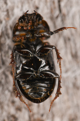 Aphodiinae