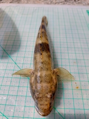 Glossogobius olivaceus