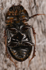 Aphodiinae