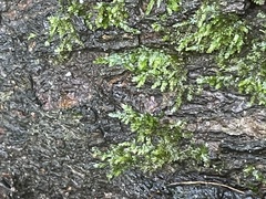 Pseudotaxiphyllum elegans