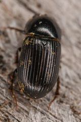 Aphodiinae