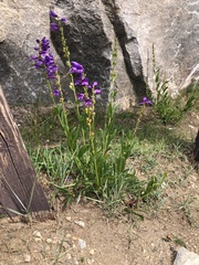 Penstemon strictus