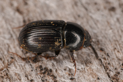 Aphodiinae