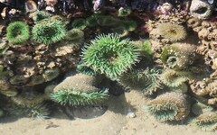 Anthopleura xanthogrammica