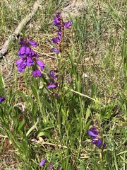 Penstemon strictus