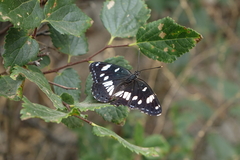 Limenitis reducta