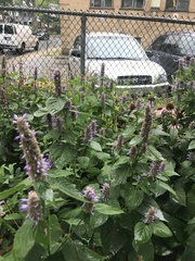 Agastache foeniculum