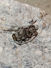 Ecyrus